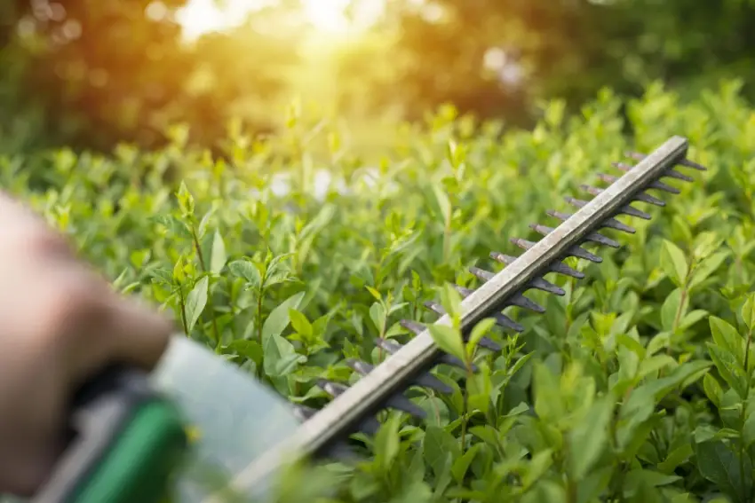 Landscaper using an electric hedge trimmer.