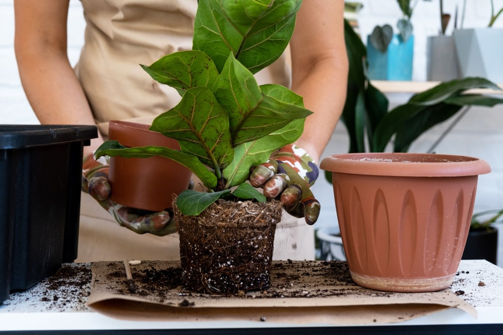 Woman repotting indoor plants