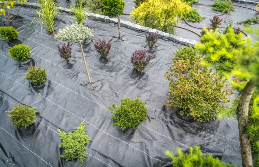 Plants in a garden bed with landscape fabric.