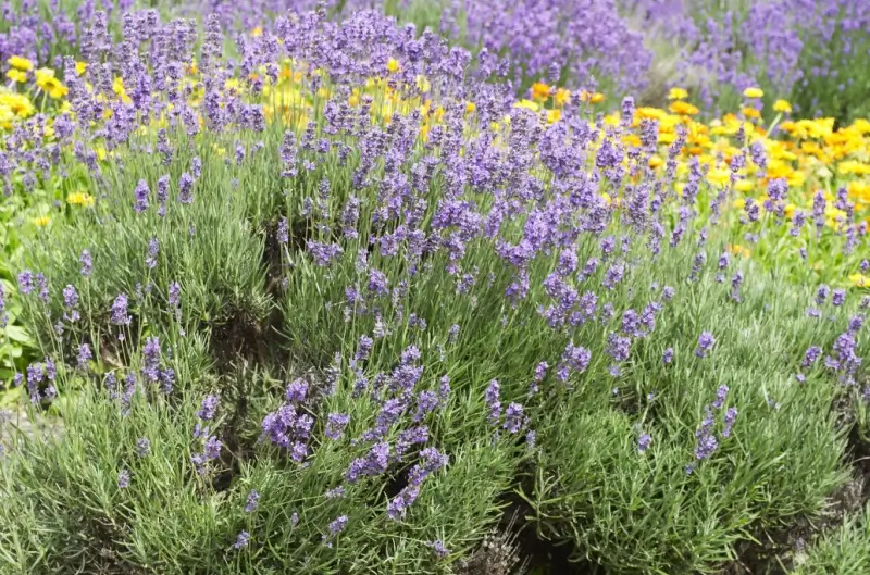 Lavender bushes. 