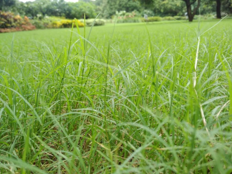 Nutsedge weeds taking over a lawn.