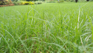 Nutsedge weeds taking over a lawn.