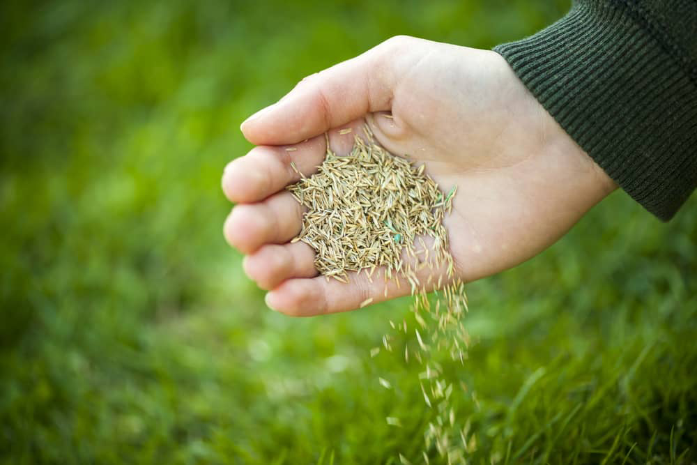 Landscaper pouring grass seed on lawn