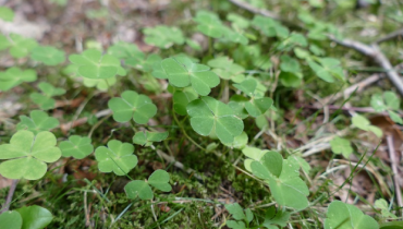 Oxalis weeds in a garden.