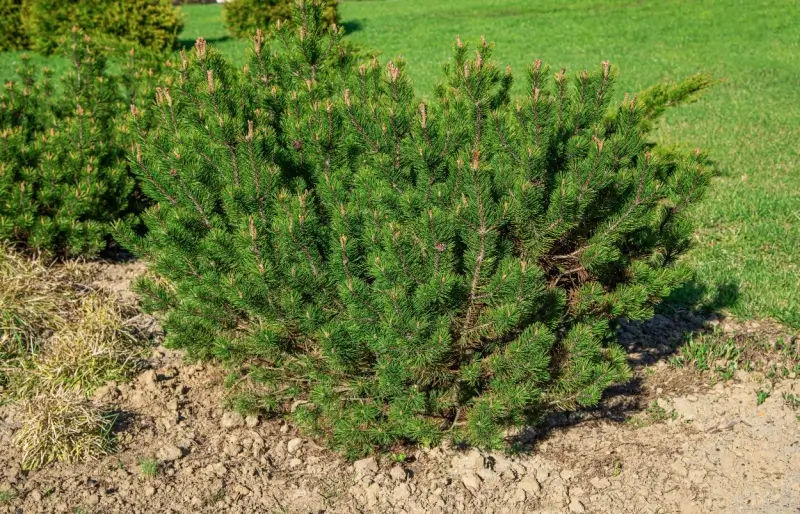 Young pine trees growing in bed with sandy soil. 