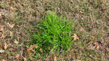 Poa Annua grassy weed in a lawn.