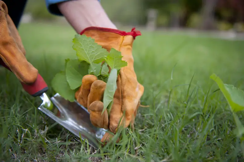 Landscaper pulling weeds from grass.