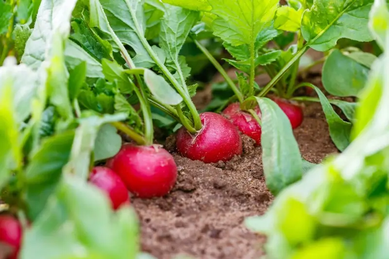 Radhishes growing in a vegetable garden with sandy soil.