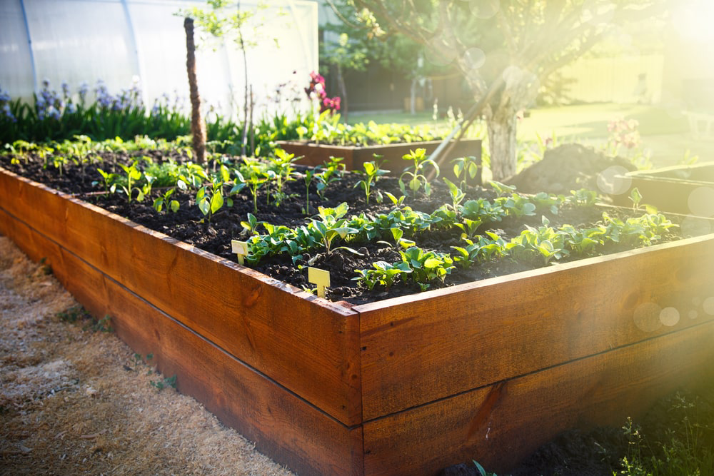 Raised vegetable garden in backyard