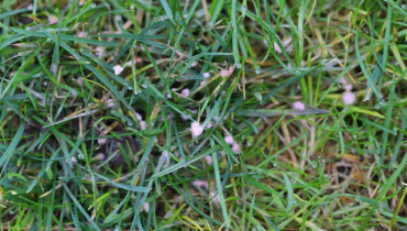 Grass with signs of red thread lawn disease.