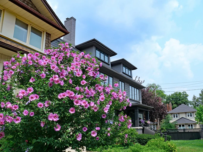 rose of sharon