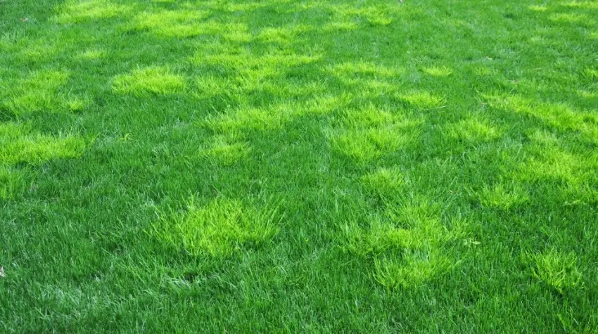 Lawn with rough bluegrass weeds.