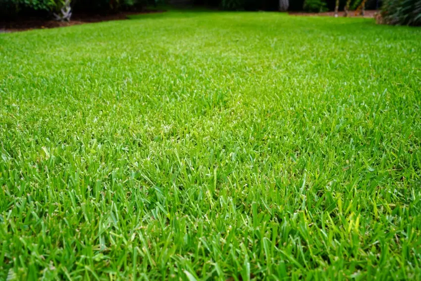 St. Augustine grass lawn.