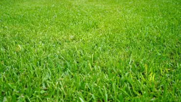 St. Augustine grass lawn.