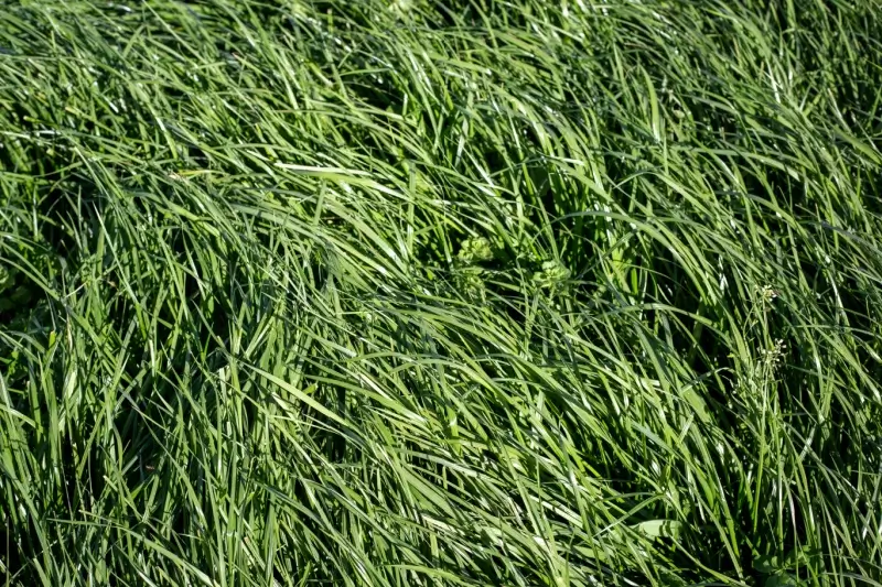 Tall fescue grass lawn.