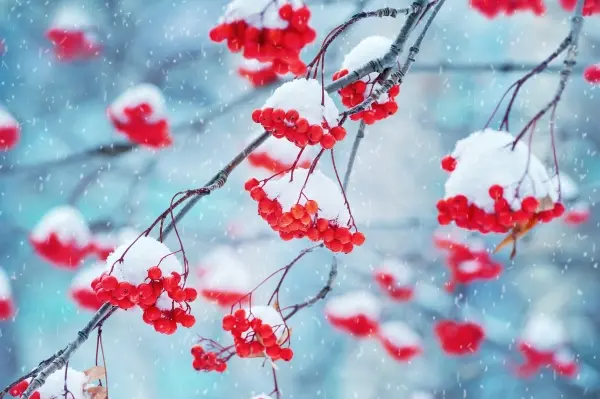 tree with snow on it