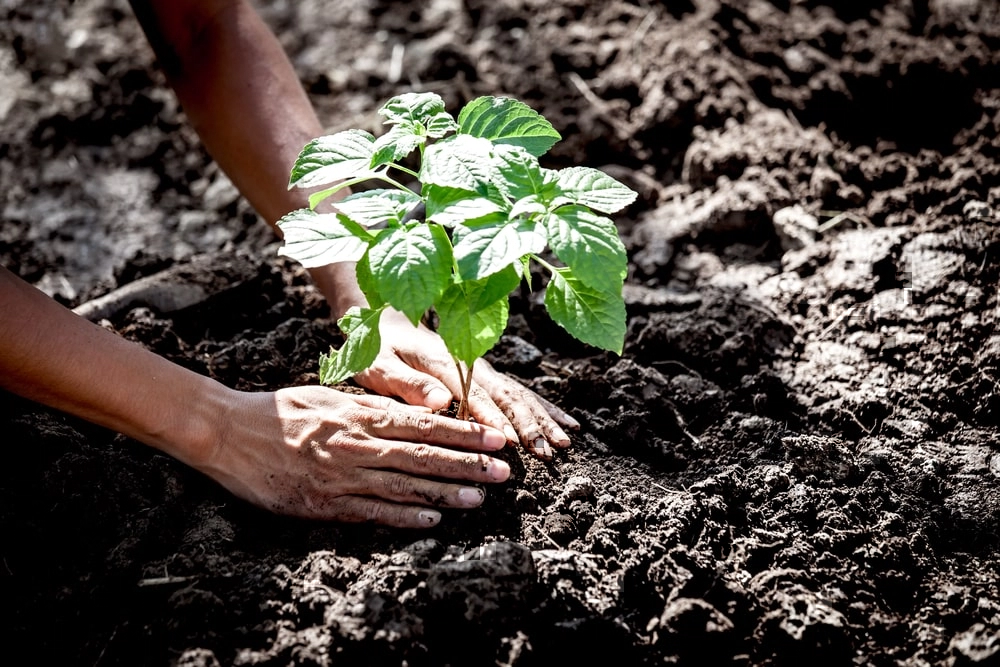 The landscaper planting a new tree in the soil.