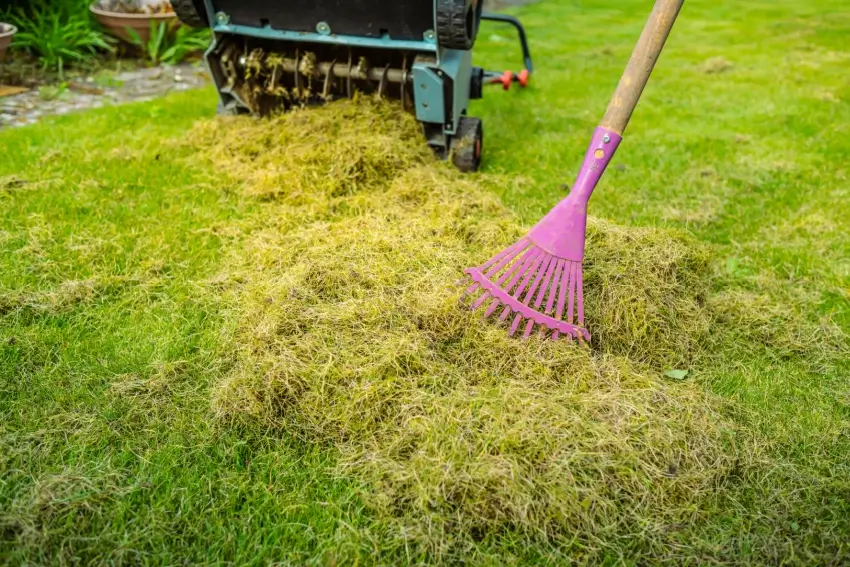 Landscaper raking thatch after verticutting lawn. 