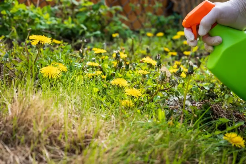 Landscaper spraying weed and feed.