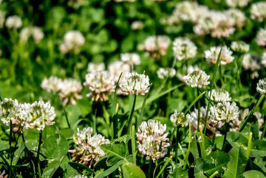 White dutch clover flowers.