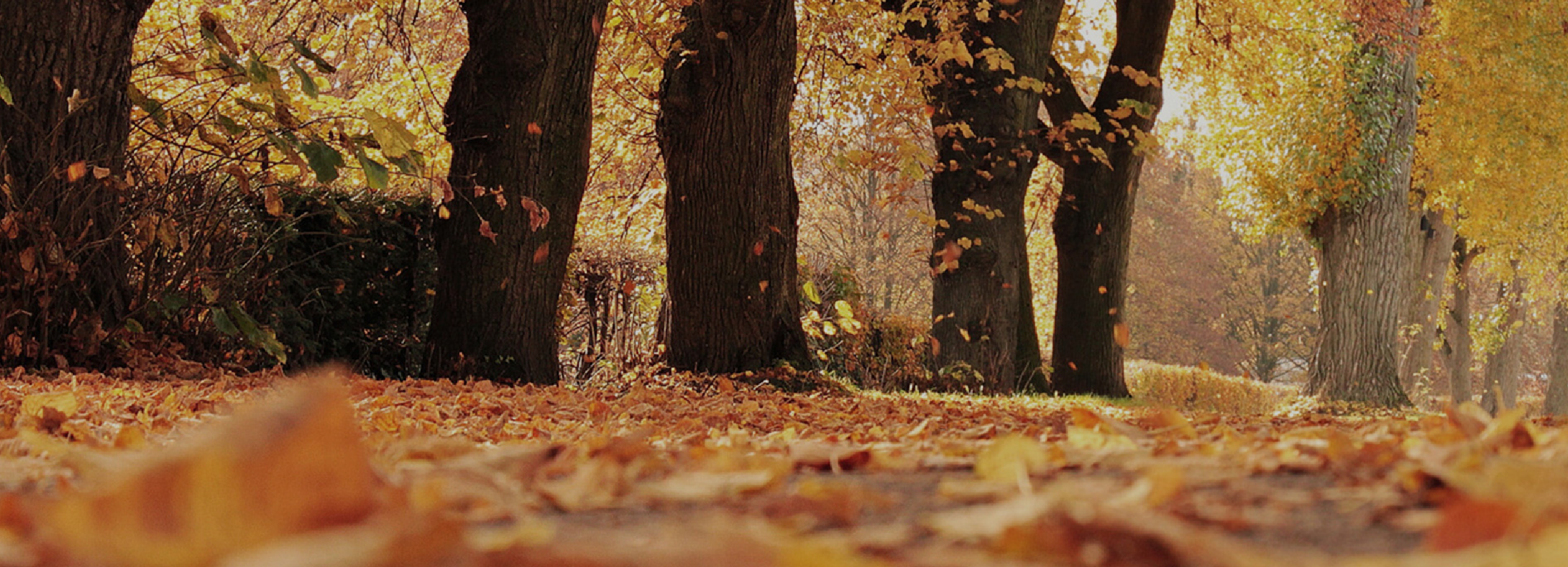 Autumn foliage covering lane bordered by trees covered in yellow leaves.