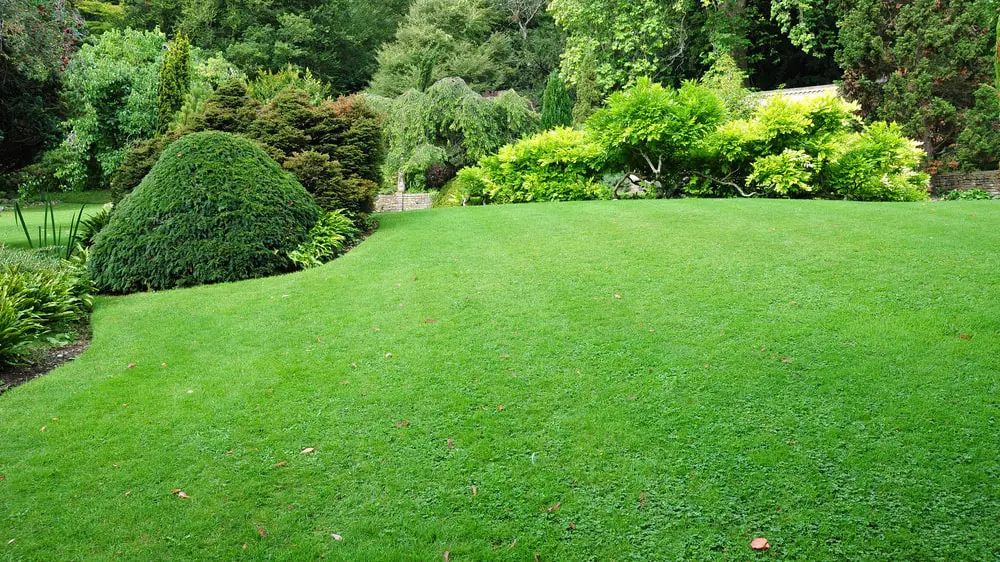 Grass and trees in residential landscape