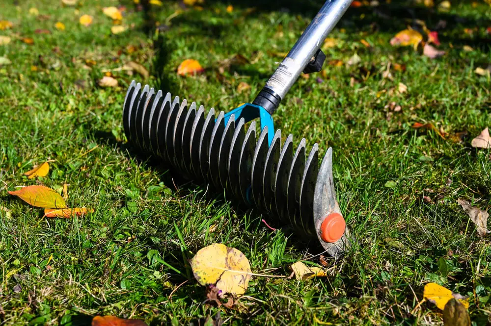 Dethatching rake.