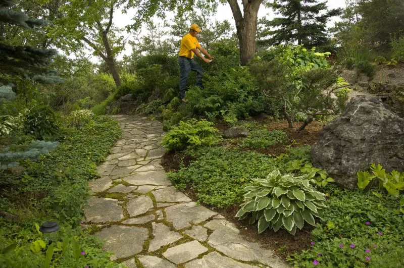 Grounds guys landscaper doing ornamental pruning 