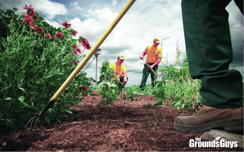 Grounds Guys landscapers doing mulch installation