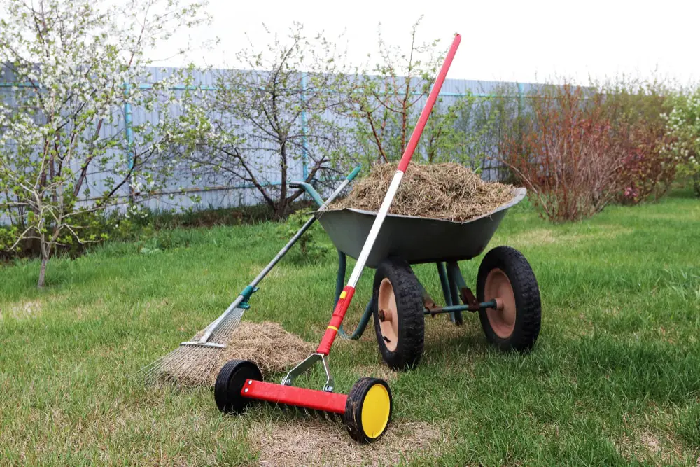 Wheelbarrow full of lawn thatch, a rake, and a dethatching rake.