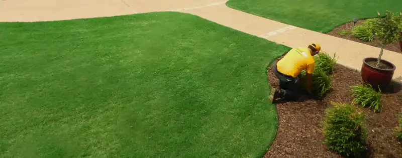 Grounds Guys employee in yellow polo planting shrub next to a wide green lawn.