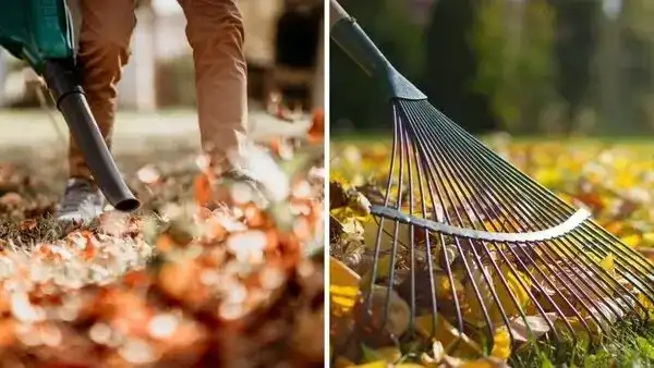 On the left, leafblower being used on a leaf pile; on the right; rake being used to clean up a commercial property.