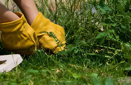 Weed pulling services in Bozeman