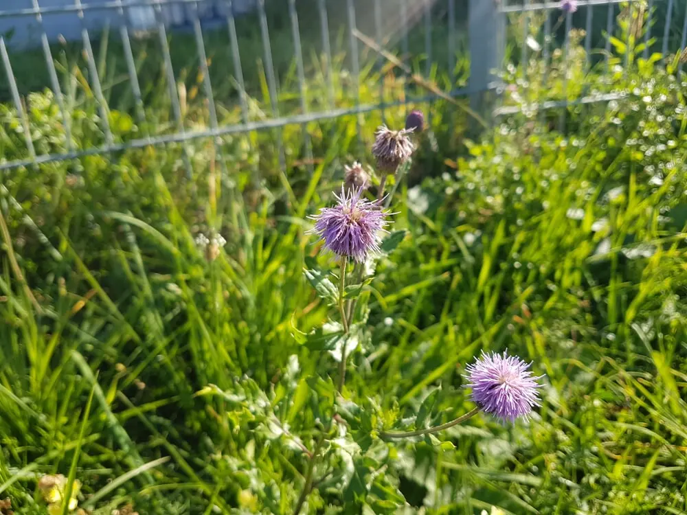 Canada Thistle