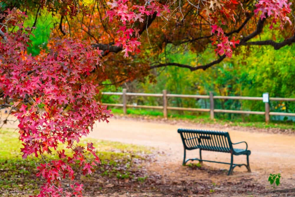 Red leaves on a tree in a park.