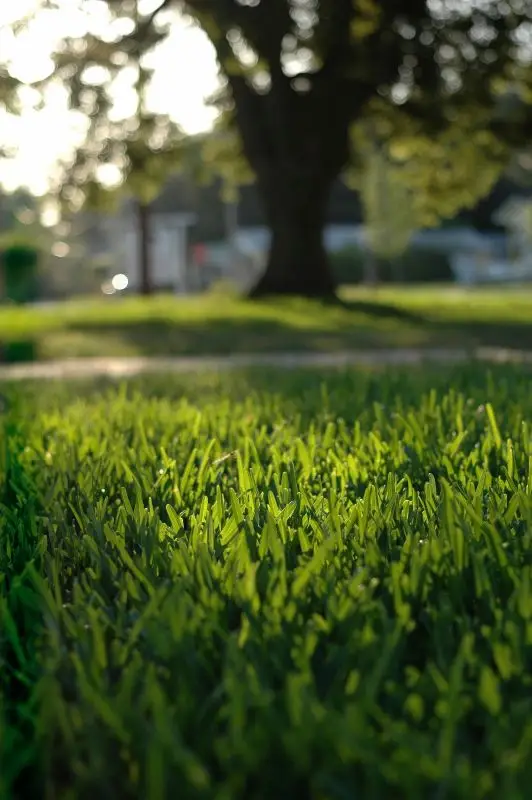 Close up picture of St. Augustine grass