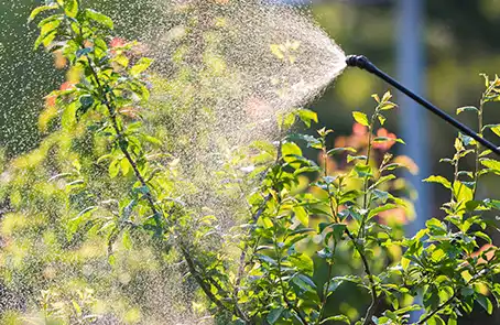 bushes being sprayed with water.