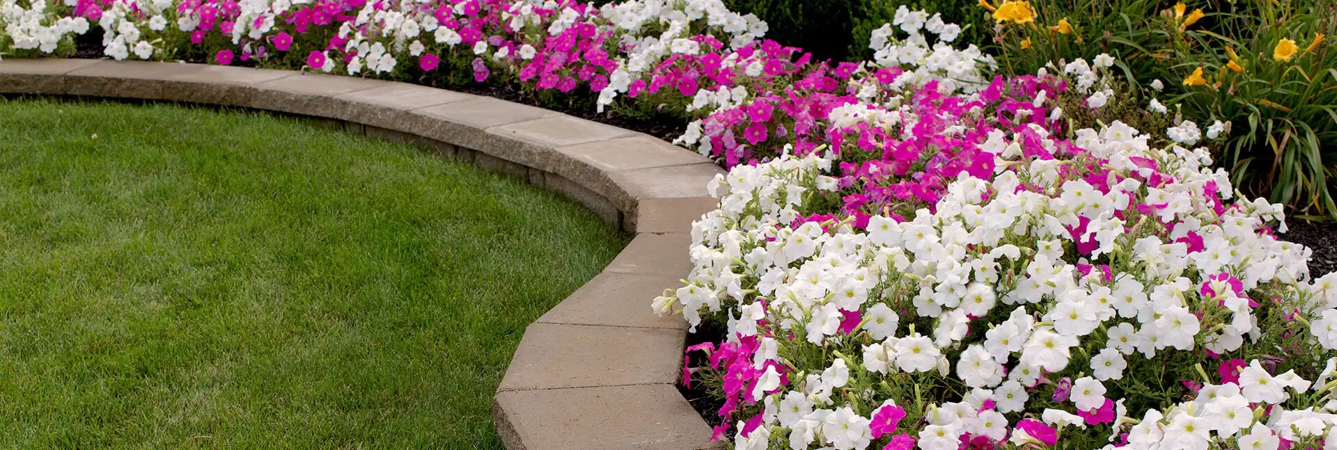 Flowers next to a green lawn