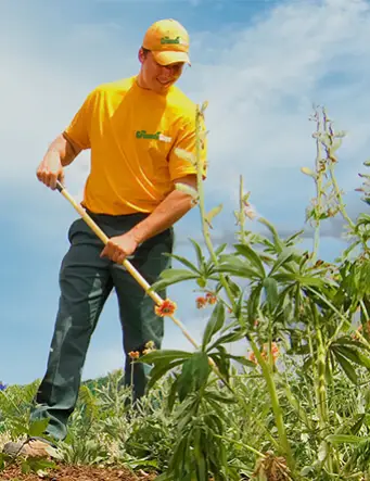 A person pulling weeds