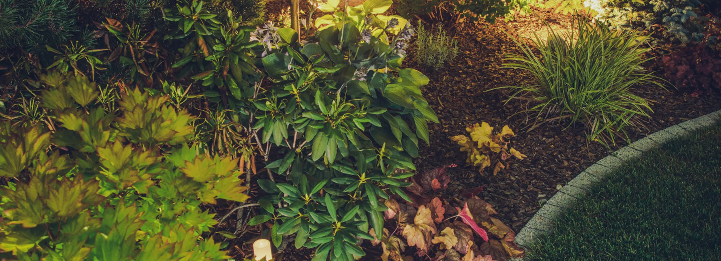 Illuminated backyard garden bed with a variety of plants.    