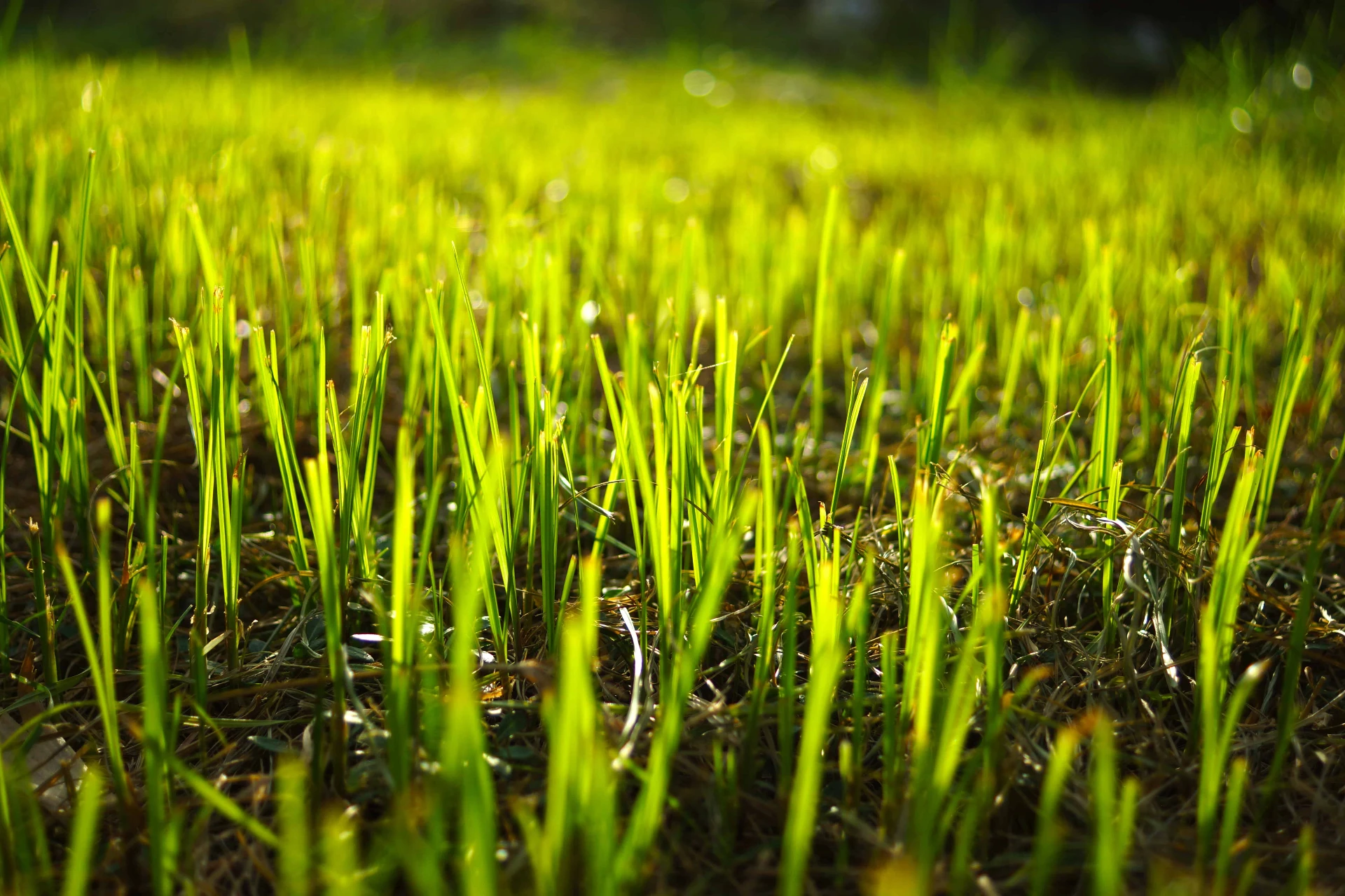 Grass Regrowing After Fertilization