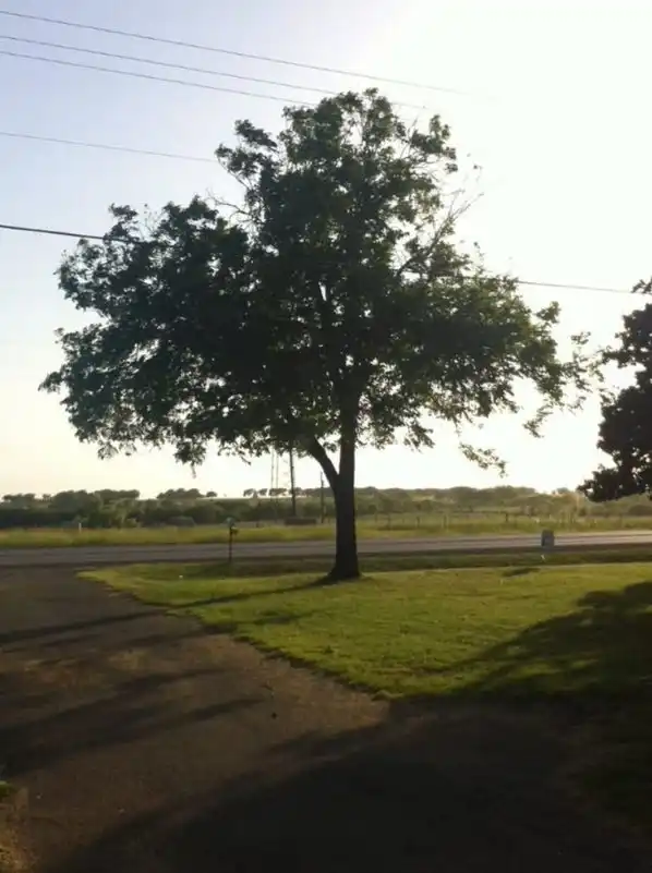 A tree after Grounds Guys tree trimming service.