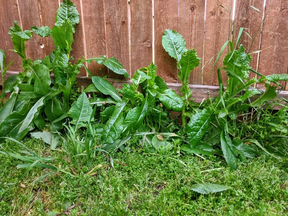 Weeds Against a Fence.