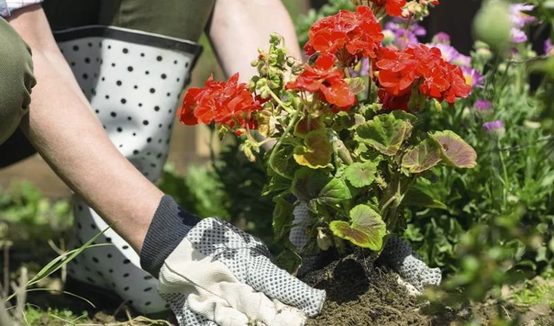 Grounds Guys landscaper doing commercial flower maintenance.