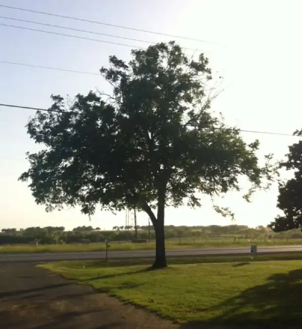 Trimmed tree in Jacksonville Beach, Florida.