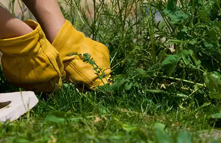 Gloved hands pulling weeds.