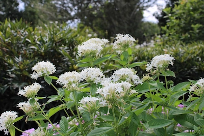 Close-up of white flowers.