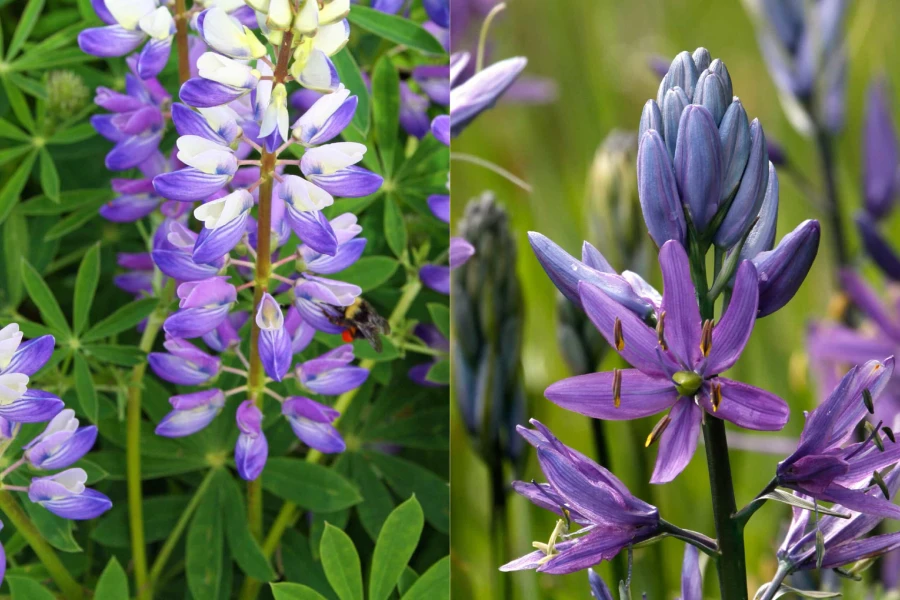 Broadleaf Lupine and Camassia Flowers